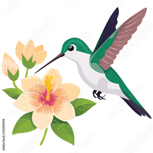 hummingbird drinks from the flower vector