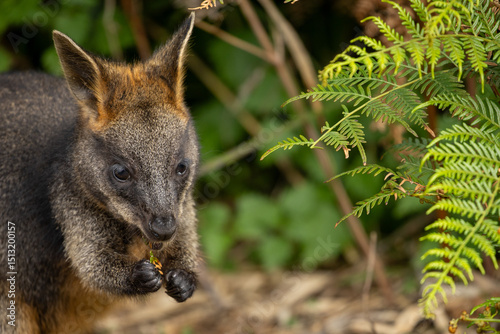 A Swamp wallaby (Wallabia bicolor) feeding.