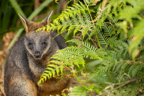A Swamp wallaby (Wallabia bicolor) feeding.