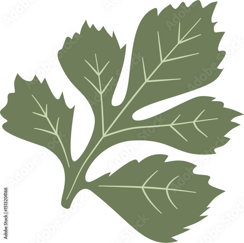 celery, herbal medicine and food, cooking ingredients