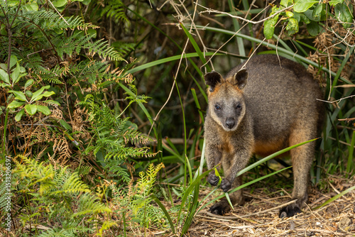 A Swamp wallaby (Wallabia bicolor) feeding.