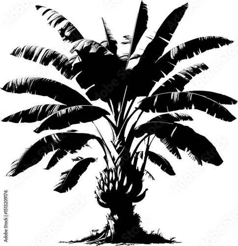 BANANA