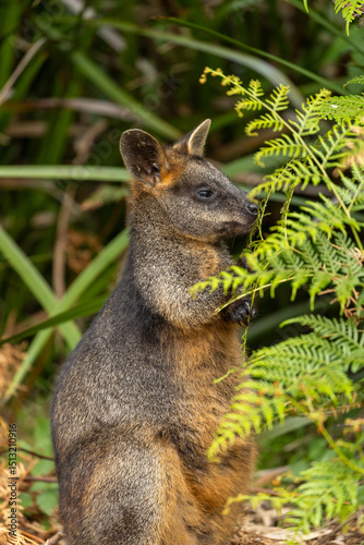 A Swamp wallaby (Wallabia bicolor) feeding.