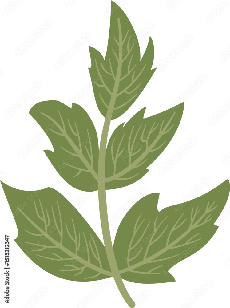 Naklejka premium Angelica sinensis, dong quai, leaf