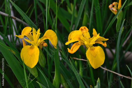 Two vibrant yellow flag irises blooming in the sunlight