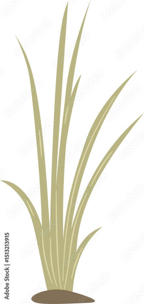 Fototapeta premium Acorus calamus, sweet flag plant leaves