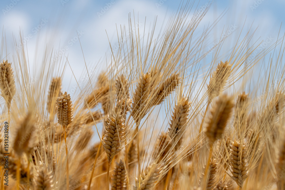 Fototapeta premium 麦秋 六条大麦の畑の風景