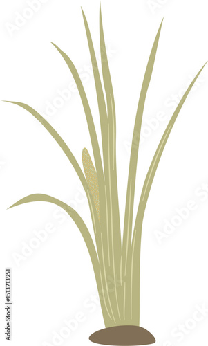 Acorus calamus, sweet flag plant leaves