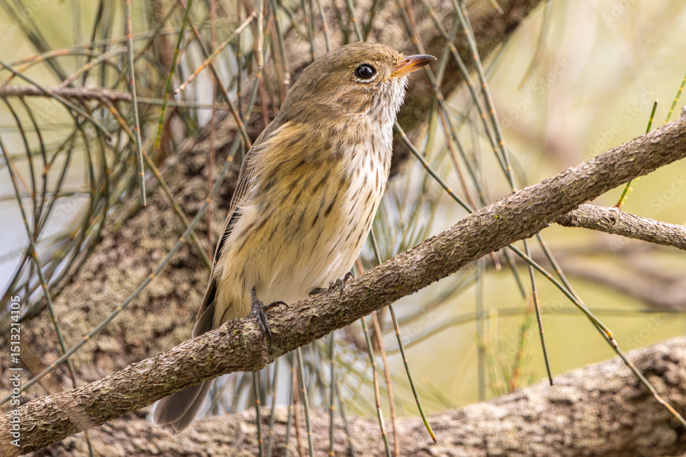 A female Rufous Whistler perched on an branch A female Rufous Whistler perched on an branch
