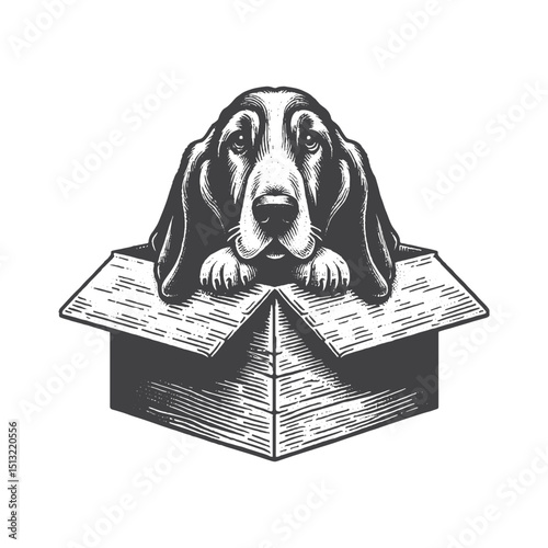 Vintage Hand-Drawn Basset Hound Peeking From Box Illustration – Rustic Engraved Style Vector For T-Shirts, Posters, Stickers, And Curious Pet Apparel