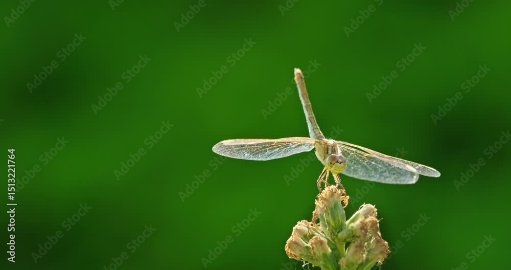 Delicate dragonfly resting on a dry flower stem, its transparent wings open wide against a vivid green blurred background