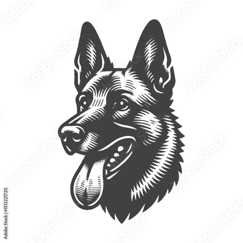 Vintage Hand-Drawn Belgian Malinois Head With Tongue Out Illustration – Rustic Engraved Style Vector For T-Shirts, Posters, Stickers, And Playful Pet Apparel