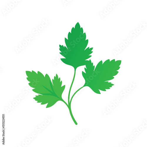 Fresh parsley herb sprig vector illustration cooking ingredient culinary element
