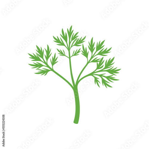Simple flat vector illustration of fresh green dill herb isolated on white