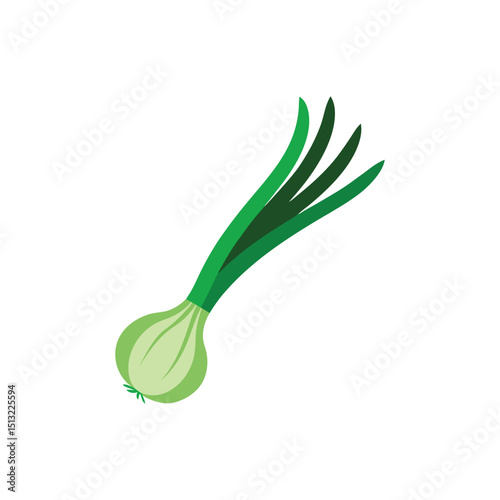 Vector illustration of a fresh green onion on white background for culinary use