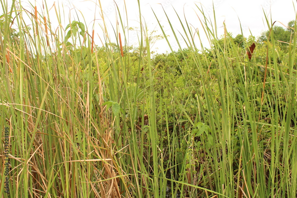 Fototapeta premium Thick vegetation and tall grass in a wild