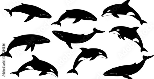 Vector illustration of a whales . dolphin silhouette isolated on white
