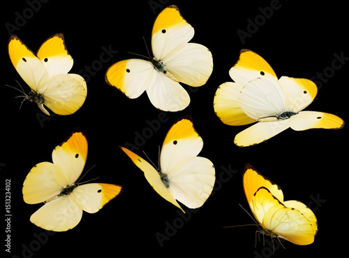 Group of Yellow and White Butterflies in Various Flight Poses Isolated on White Background
