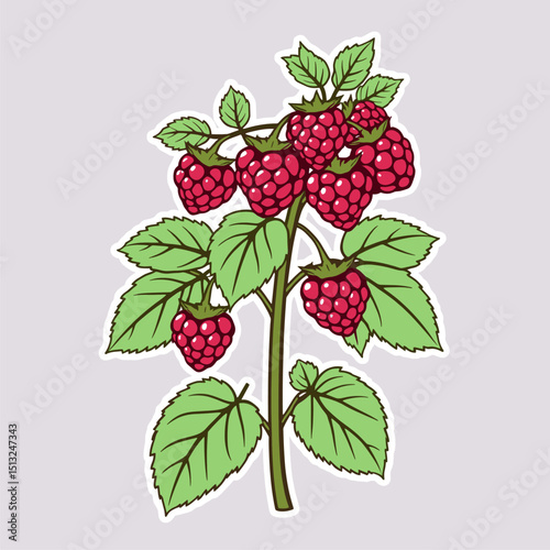 Vibrant Raspberry Branch Illustration: Fresh, Juicy Berries and Lush Green Leaves