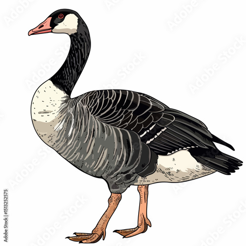 goose, image, cartoon, design, illustration, animal, vector, bird, isolated, character, funny, white, graphic, drawing, duck, cute, art, nature, clipart, fun, set, farm, hand drawn, retro, happy,
