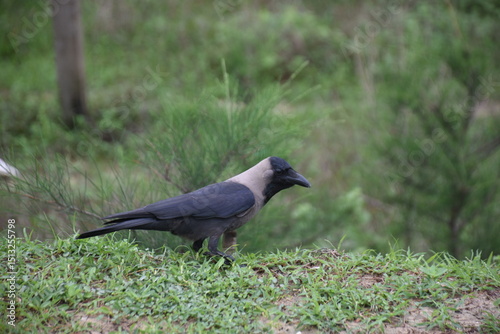 house crow in various poses on the grass