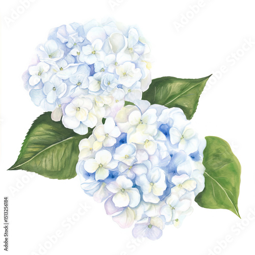 Beautiful Watercolor Hydrangea Blossoms