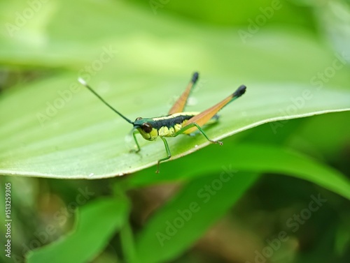 grasshopper