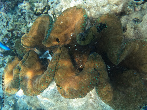 Fototapeta Naklejka Na Ścianę i Meble -  Giant Clam (Tridacna gigas) in a coral reef in Aiutaki, Cook island, South Pacific