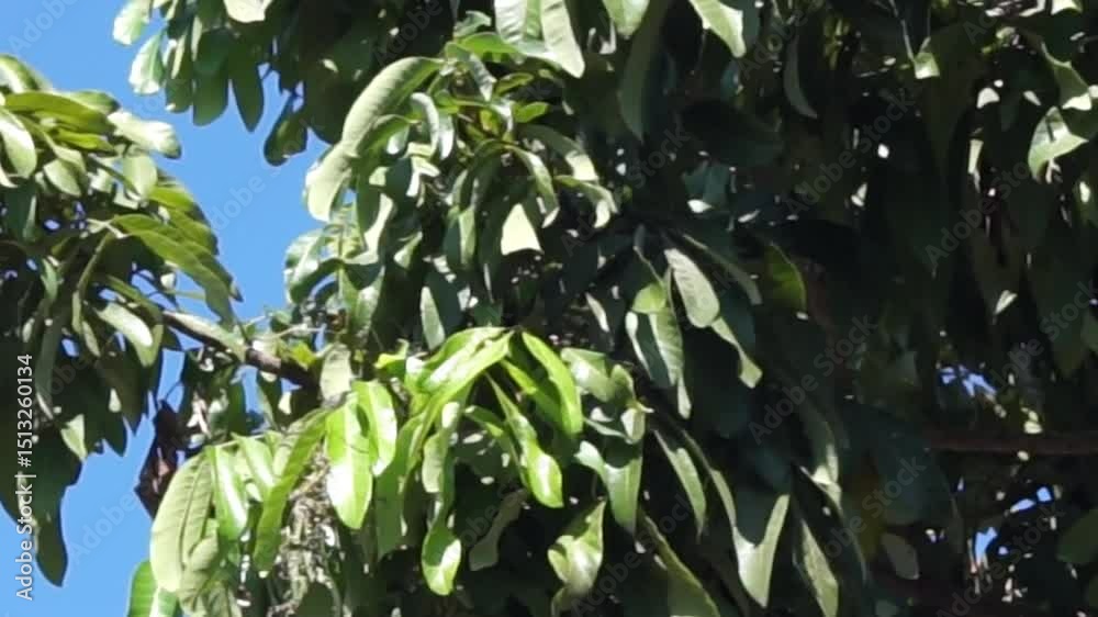 cute little parakeet making a nest on a tree and green leaves cute little parakeet making a nest on a tree and green leaves