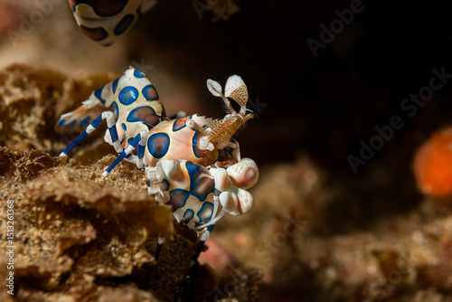 Mozambique, Inhambane, Tofo, Harlequin Shrimp (Hymenocera picta) photo