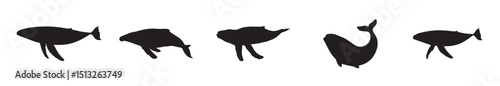 Collection of whale silhouette vector illustration, whale set hand drawn illustration on white background. vector blue whale. Whale silhouette collection vector illustration