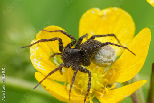 Canvastavla Closeup on a Wolf spider, Pardosa with it's egg-sac attached , sitting on a yell