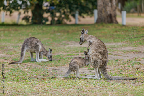 kangaroo with baby