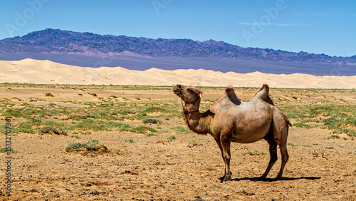 Fotografía Camels of the Mongolian Gobi Desert
