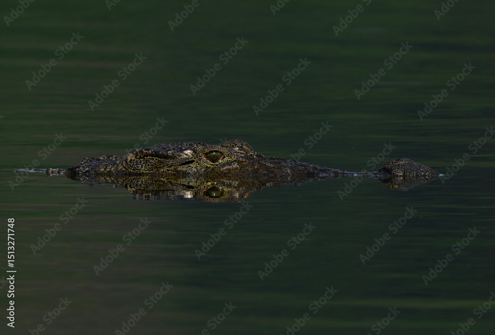 Obraz premium Birds and Animals