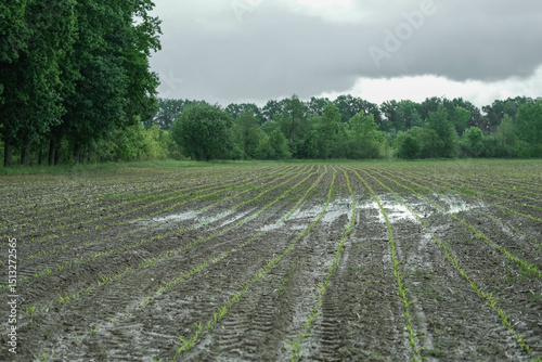 Waterlogged field with rows of young sprouts under a cloudy, overcast sky