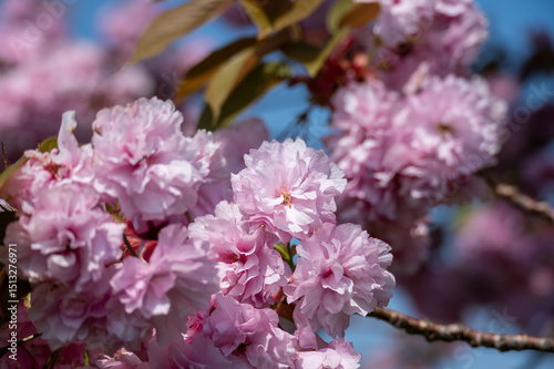 Wallpaper Mural Close-up of Pink cherry blossom, Prunus 'Kanzan' in Japan Torontodigital.ca