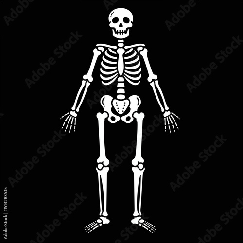 Halloween skeleton illustration on black background. Detailed human skeleton anatomy drawing for spooky holiday decorations.  This detailed skeleton image is perfect for Halloween party invitations an