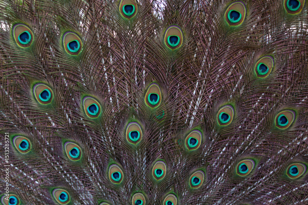 Obraz premium Peacock feathers as a background. Close-up view.
