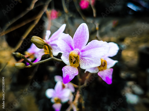 
The image shows a cluster of vibrant orchids with white and purple petals, featuring distinctive yellow and speckled centers. The flowers are in various stages of bloom, with some still as buds.
