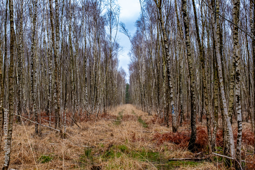 Fototapeta premium A trail in a birch tree plantation in winter.