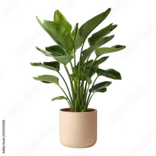 Bird of paradise plant in beige pot isolated on transparent background