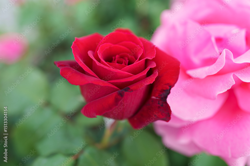 pink rose in garden