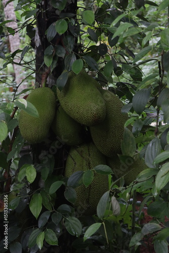 A bunch of jackfruits on the tree with thick leaflets  photo