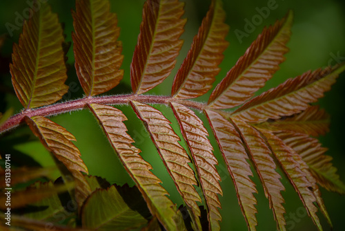 New leafs at spring