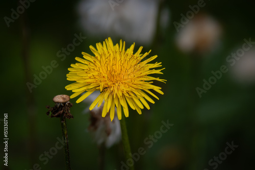 Dandelion on a field at spring