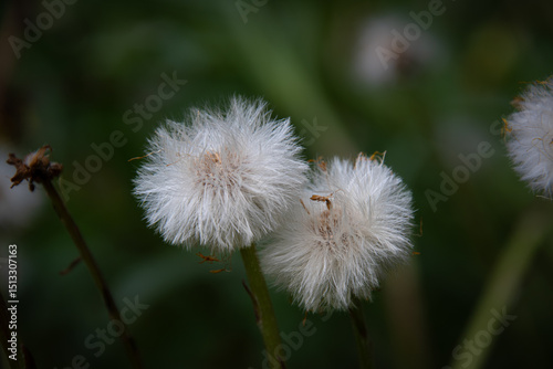 Konstfotografi The last days of a dandelion in a field in the Canadian countryside