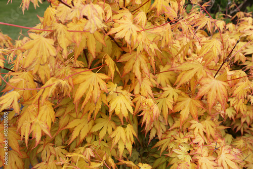 Feuillage d'Erable du japon jaune et rouge