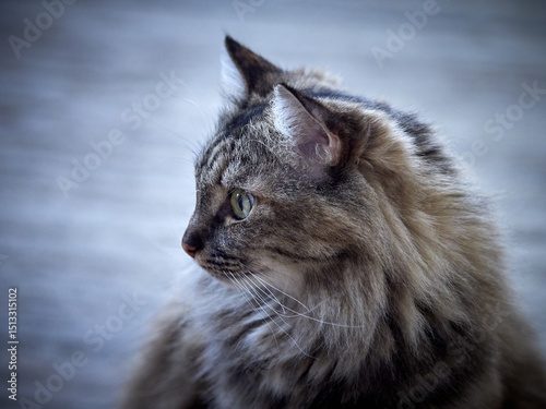Принти на полотні Portrait of a Norwegian forest cat on a light background.