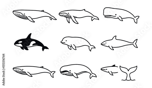 Line style icons of all whale types: blue whale, humpback whale, sperm whale, orca, beluga, narwhal, fin whale, bowhead whale, minke whale, whale tail icon.